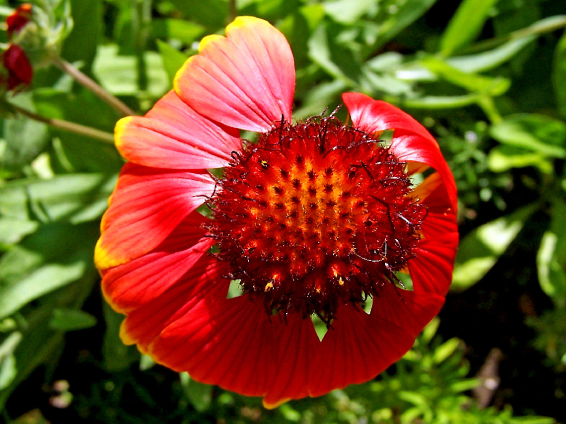 BLÜTE