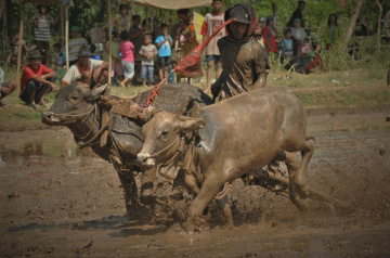balap sapi