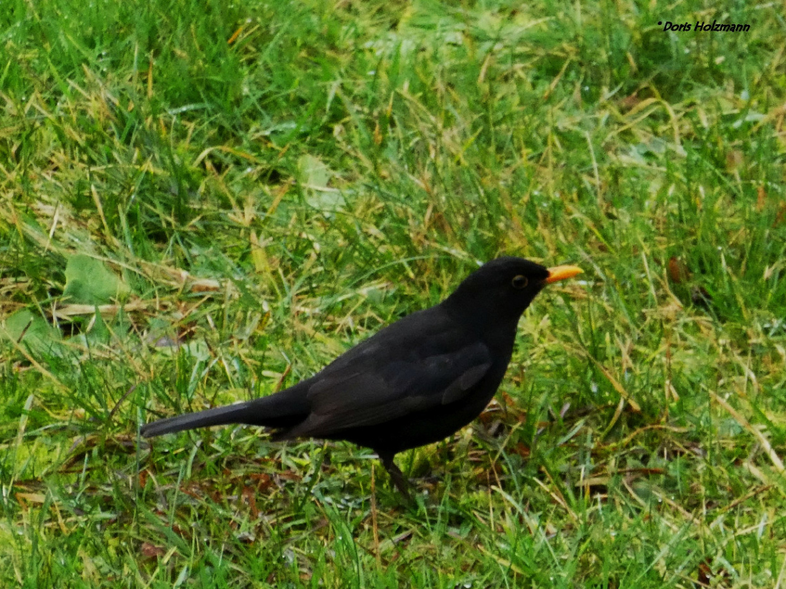 Blackbird