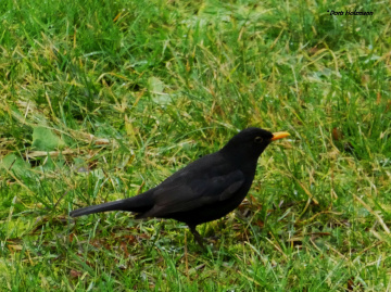 Blackbird