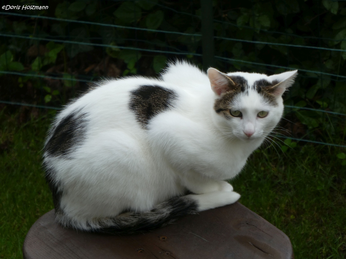 Neighbour's cat 