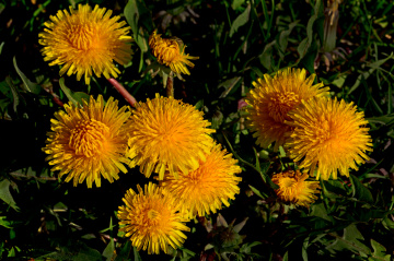 BLÜTEN