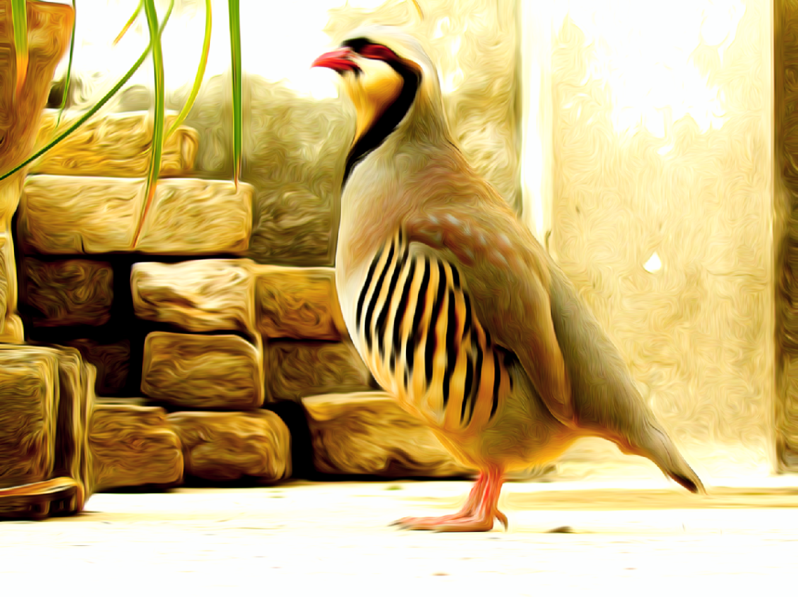 چکور. Chakore 