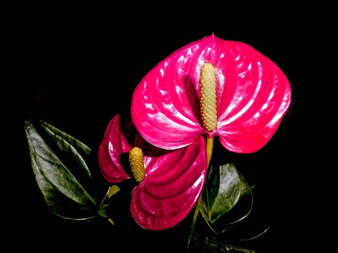 BLÜTEN