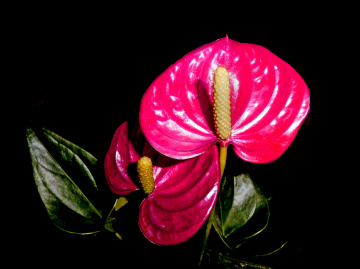 BLÜTEN