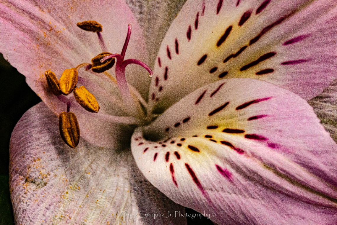Macro Flower