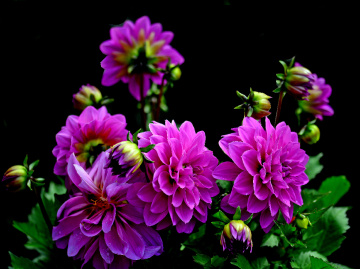 BLÜTEN