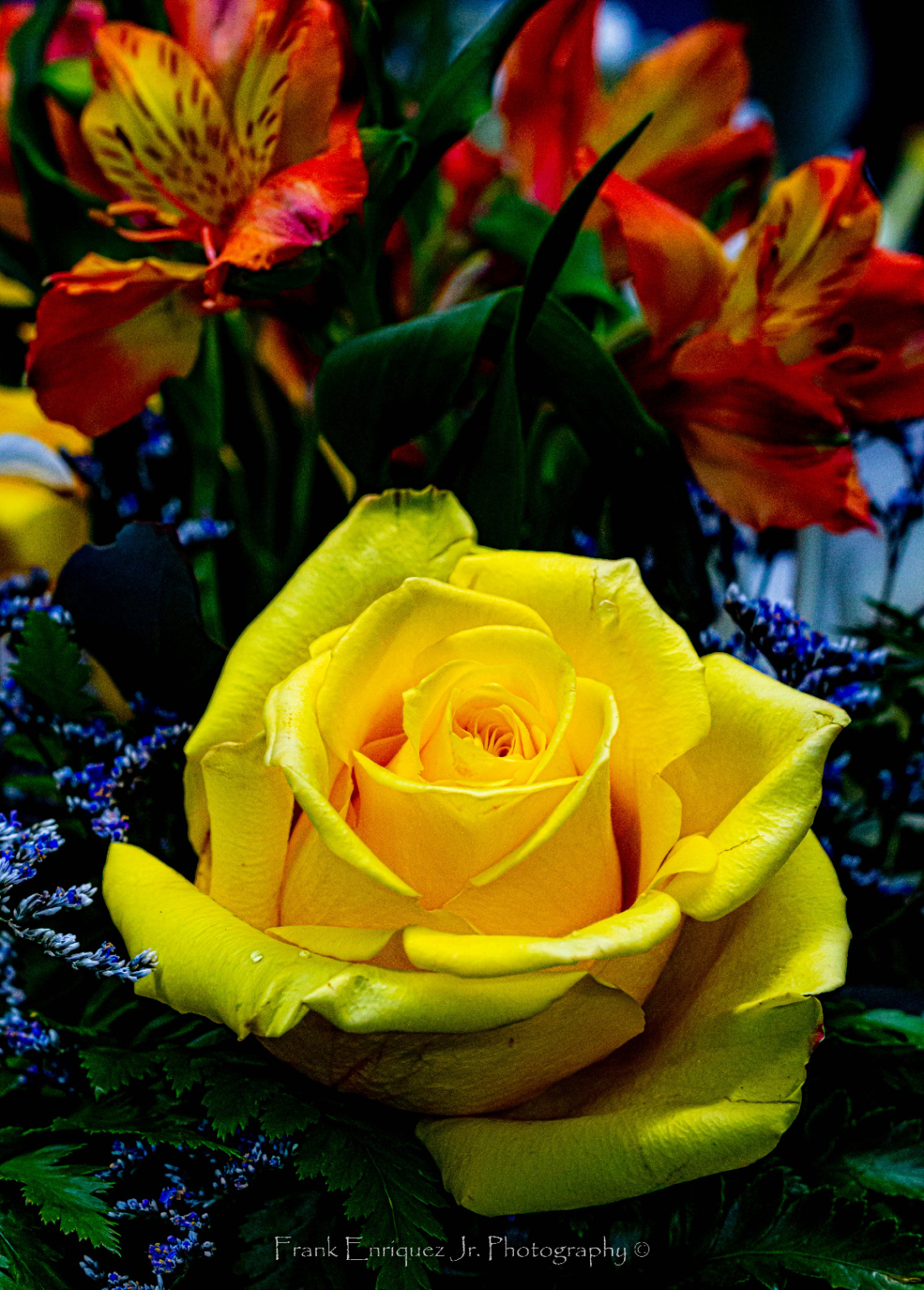 Yellow Rose
