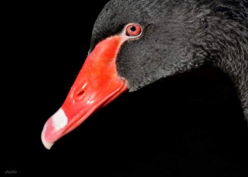 Cisne