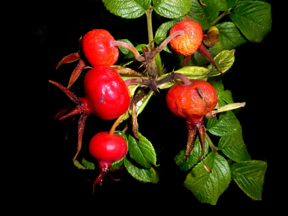 ROT