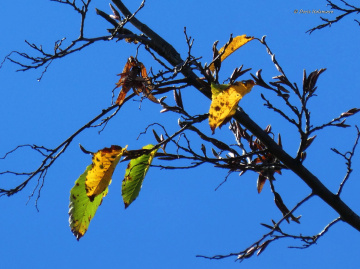 autumn