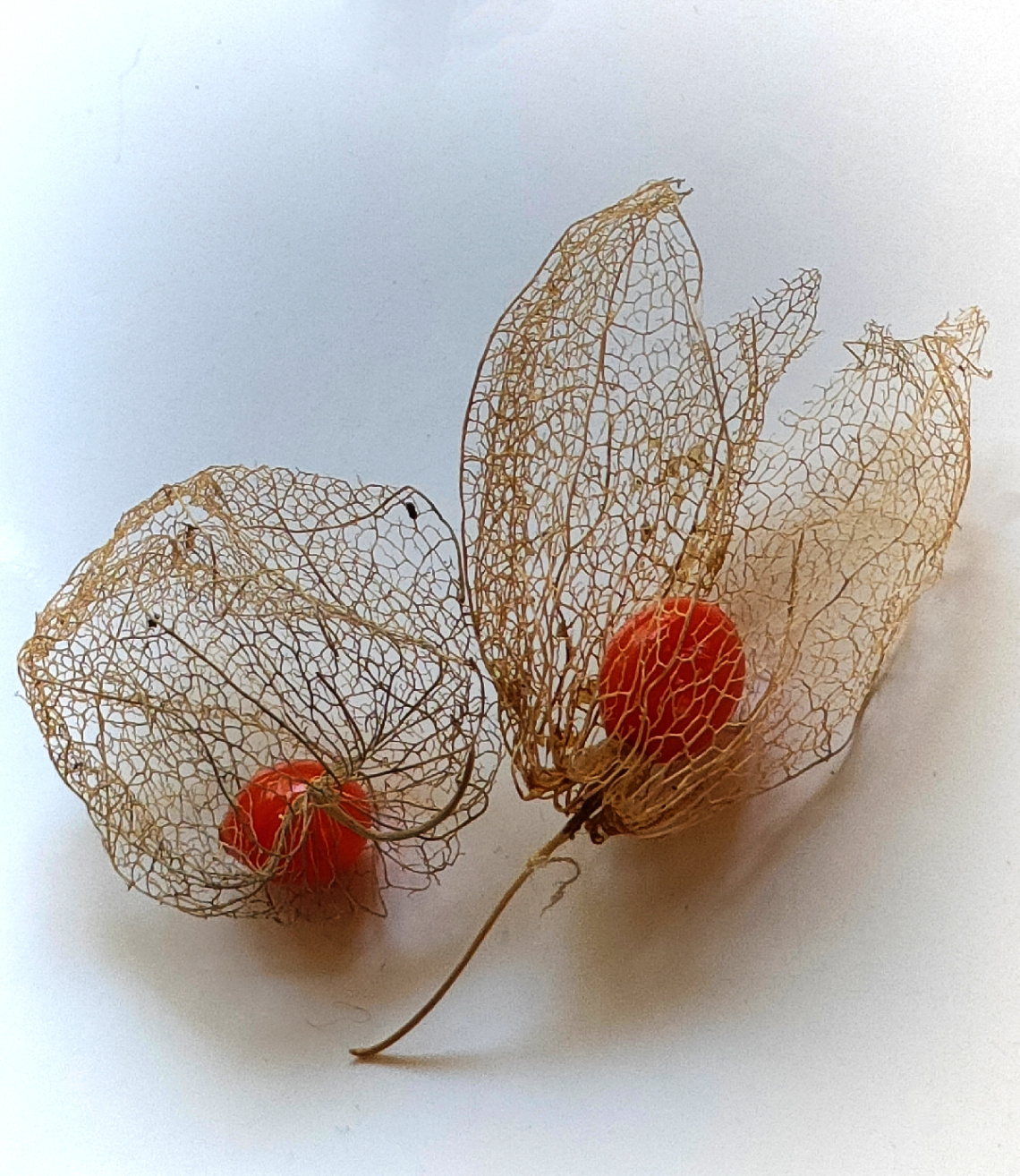 DRY PHYSALIS