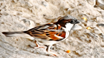Sparrow 