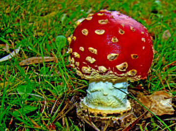 ROT