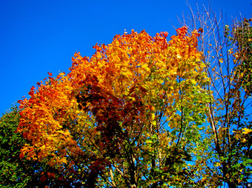 BUNT
