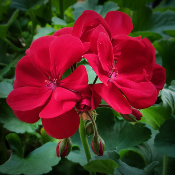 GERANIUM