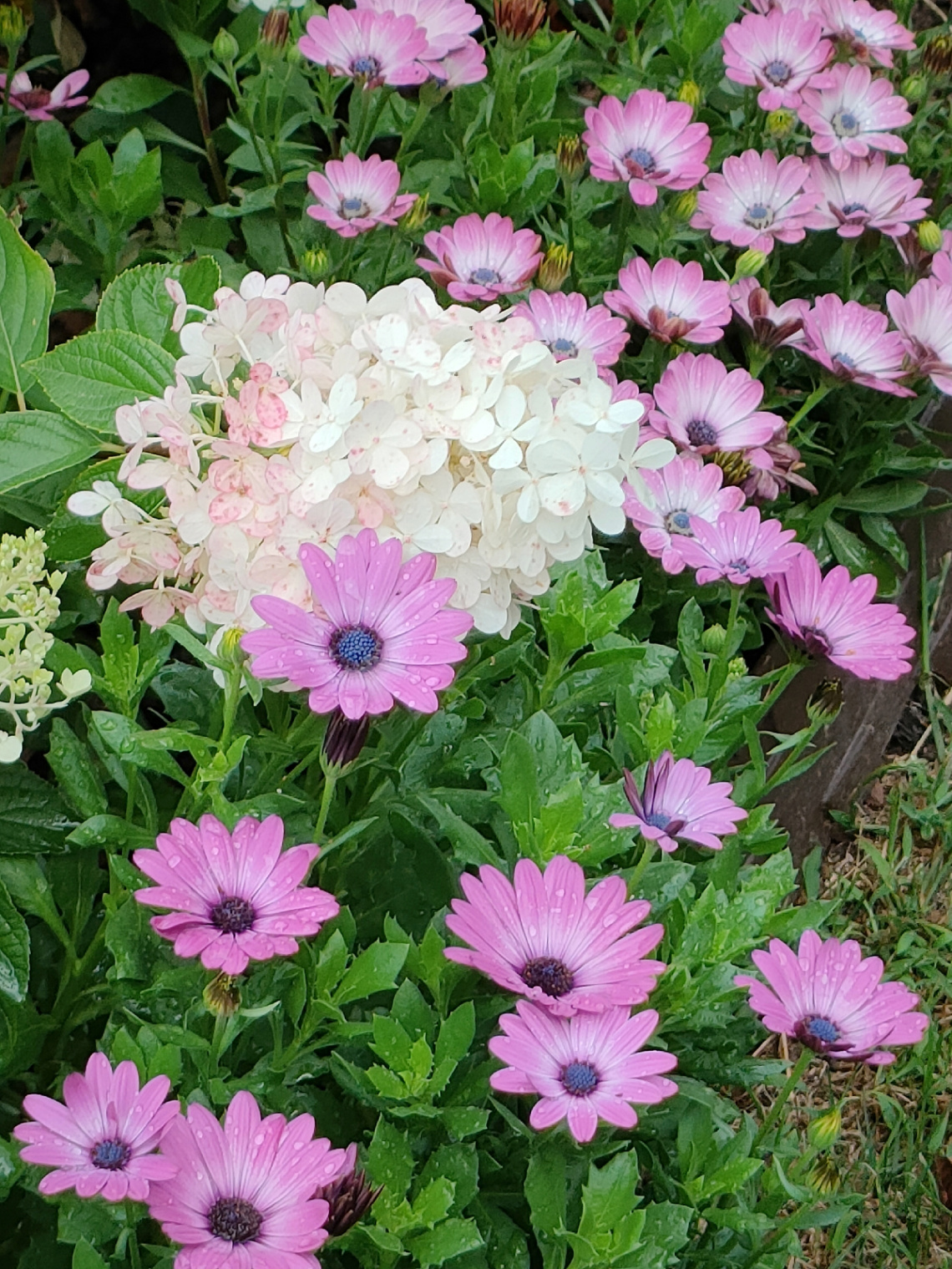 HYDRANGEA AND DAISIES
