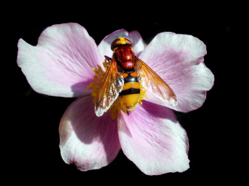 BLÜTE