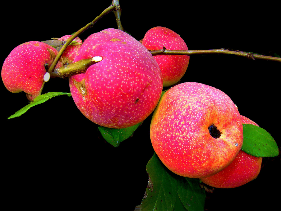 ROT