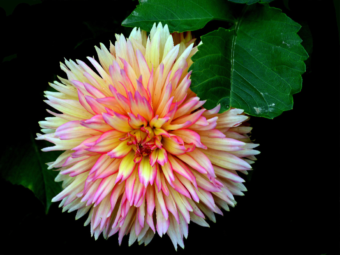 BLÜTE