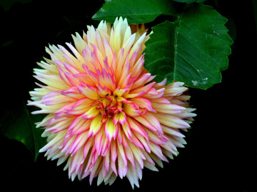 BLÜTE
