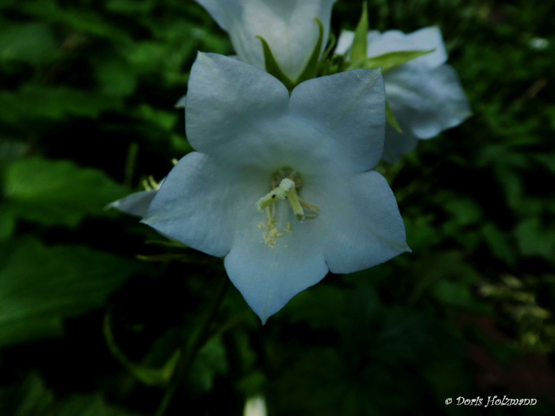 blossom