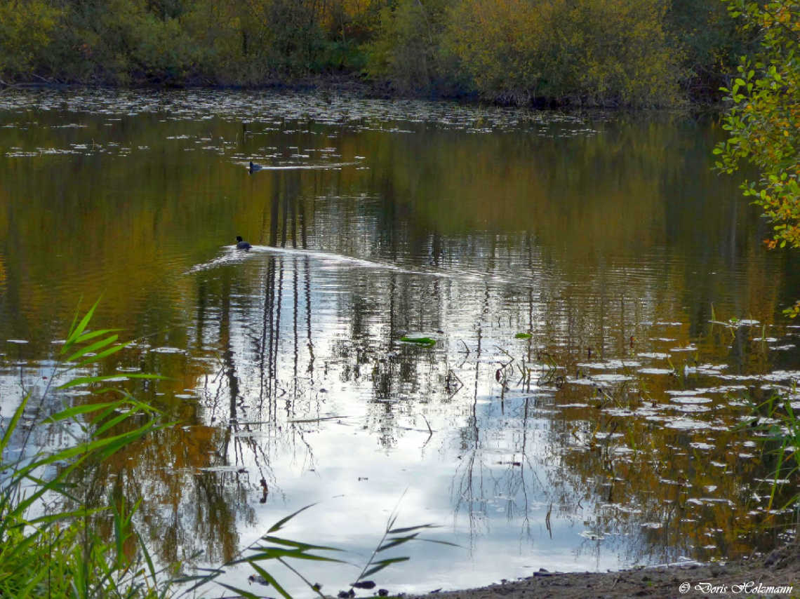 Nature reserve Fritschlach, Karlsruhe / Germany