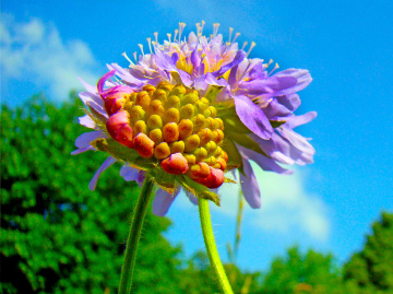 BLÜTEN
