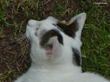 Neighbour's cat 