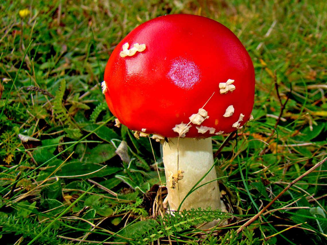 ROT