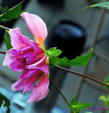 blossom