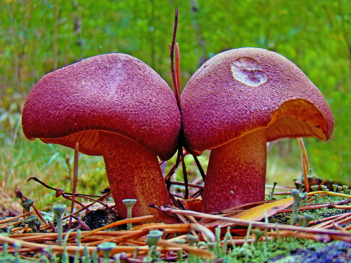 IM WALD
