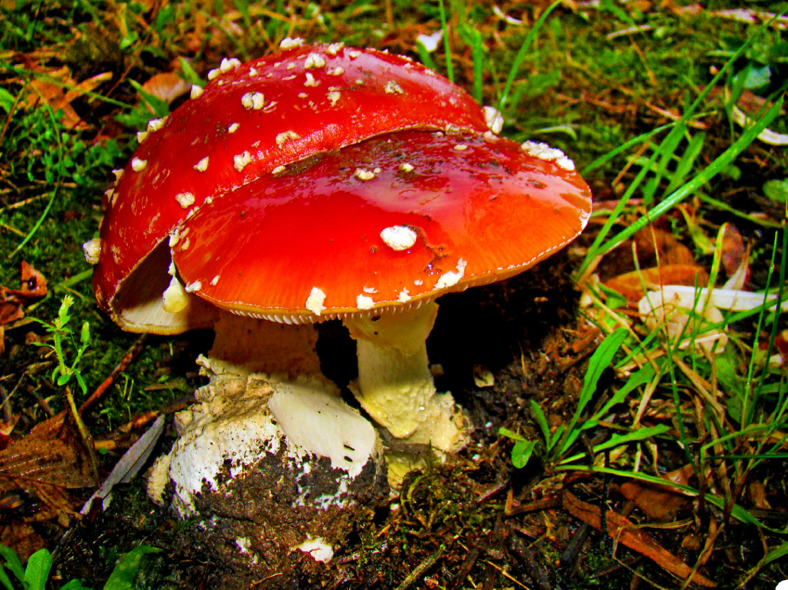 ROT