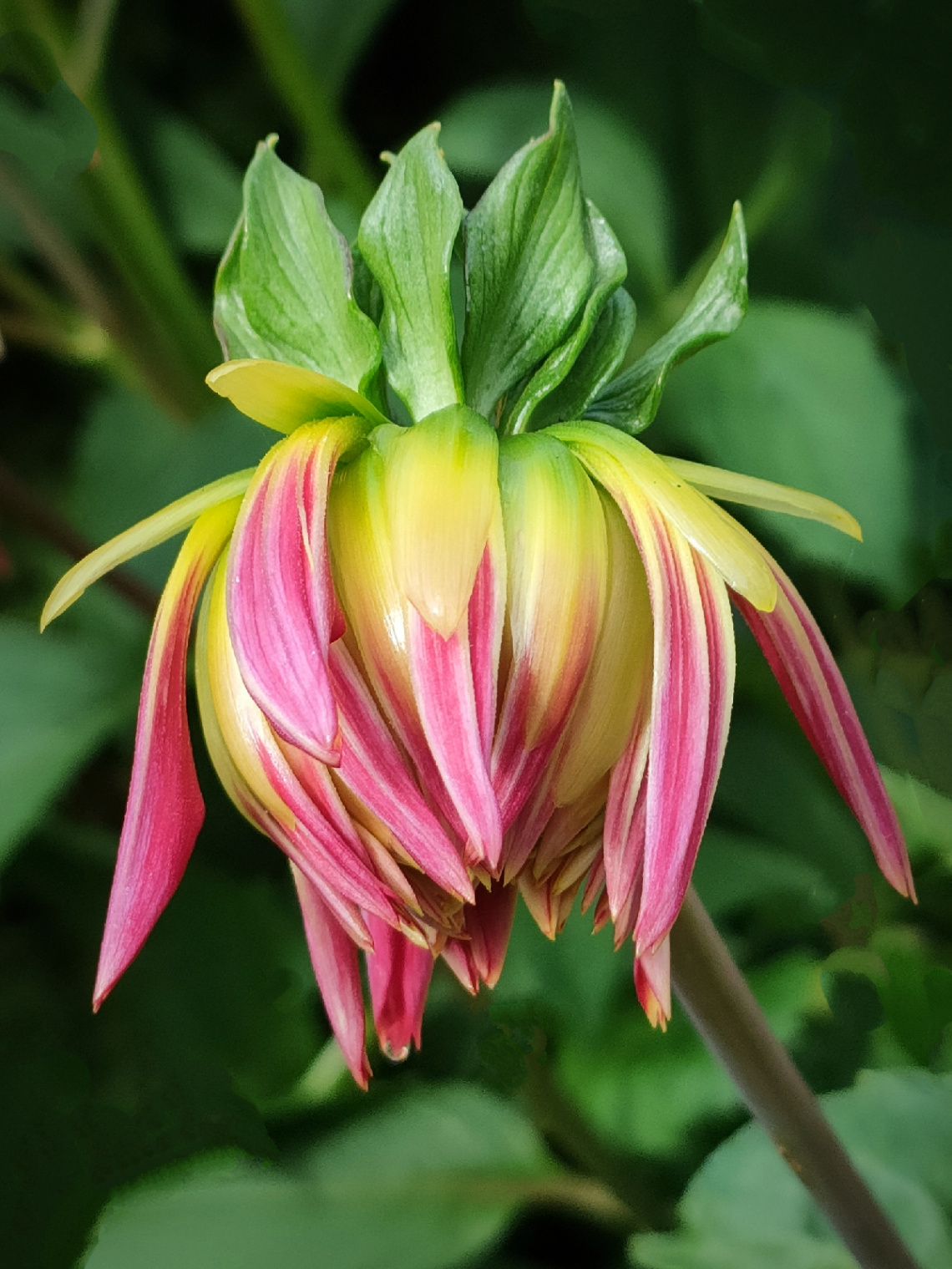 DAHLIA IN BLOOM 