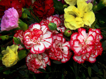 BLÜTEN