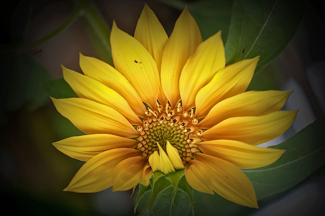 sun flower