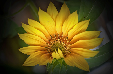 sun flower