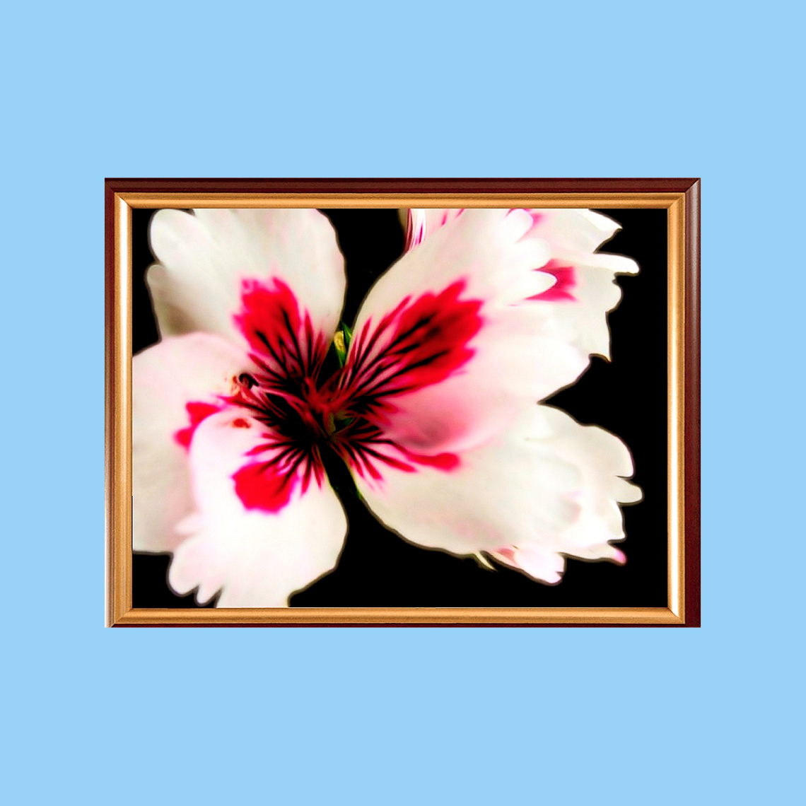 Geranium 