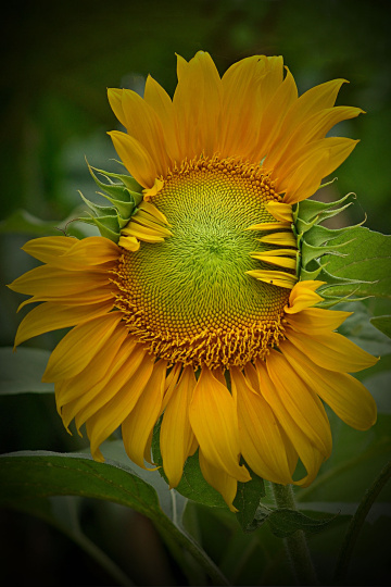 SUN FLOWER