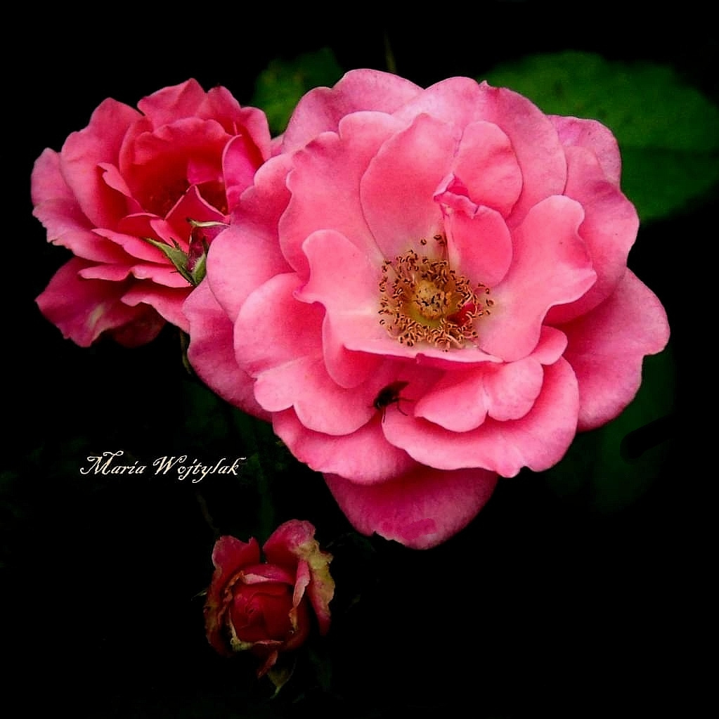 WILD ROSES