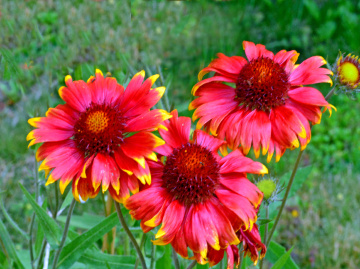 BLÜTEN