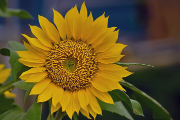 sun flower