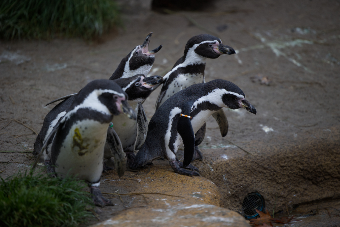 Kbh Zoo - Oktober 2022.
