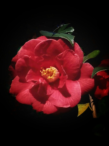 RED ROSE