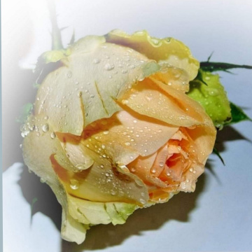 ROSE AND WATERDROPS