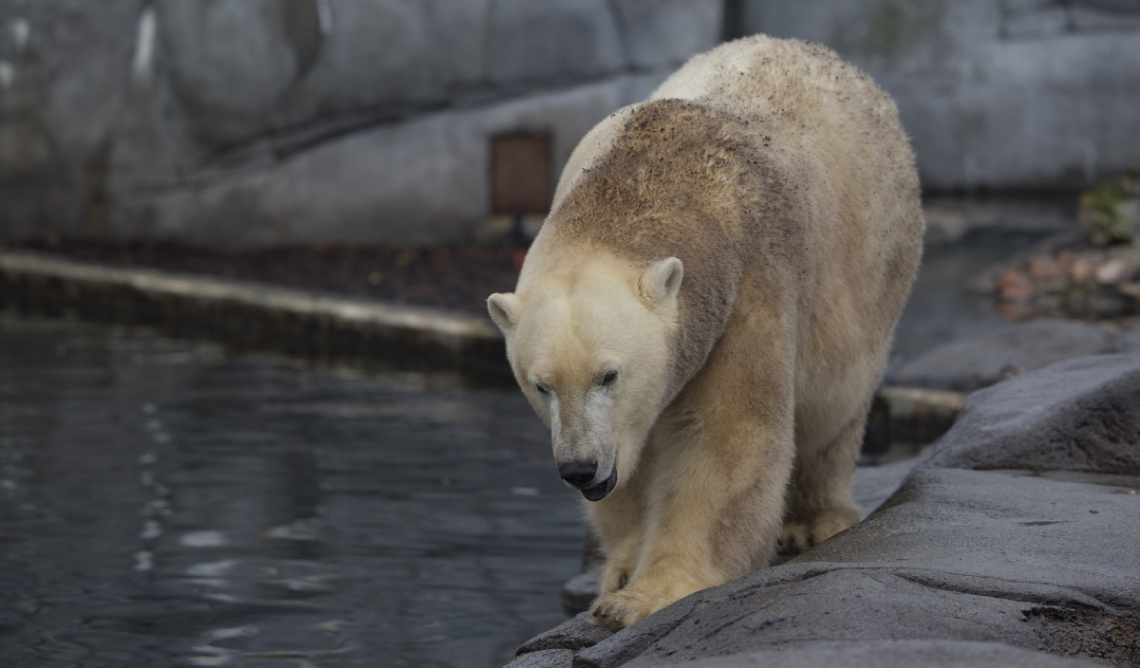 Zoo - København - Oktober  2022.