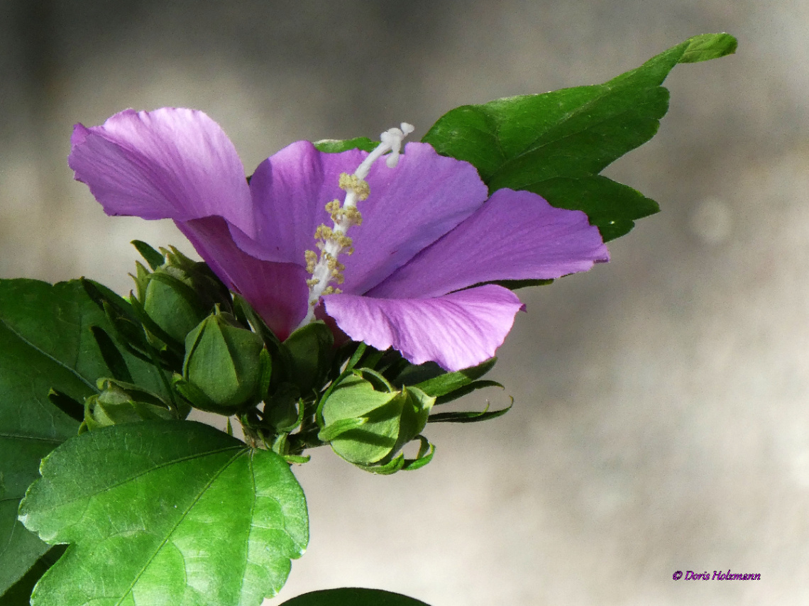 Hibiscus