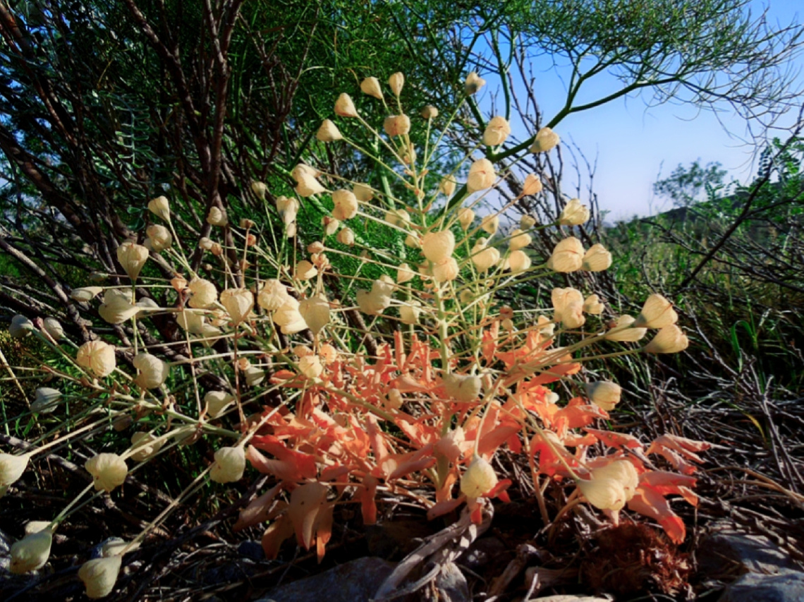 Wild flora of Chiltan Mountain 