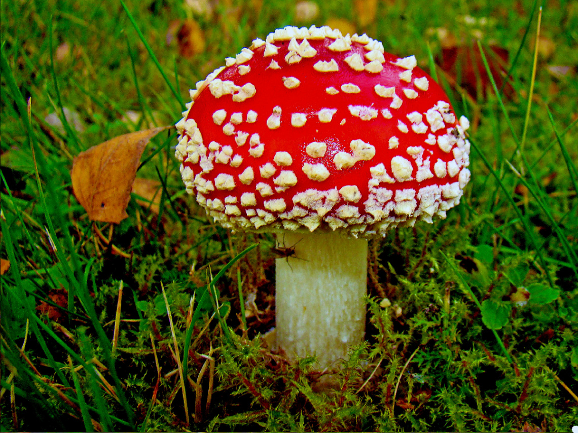 ROT
