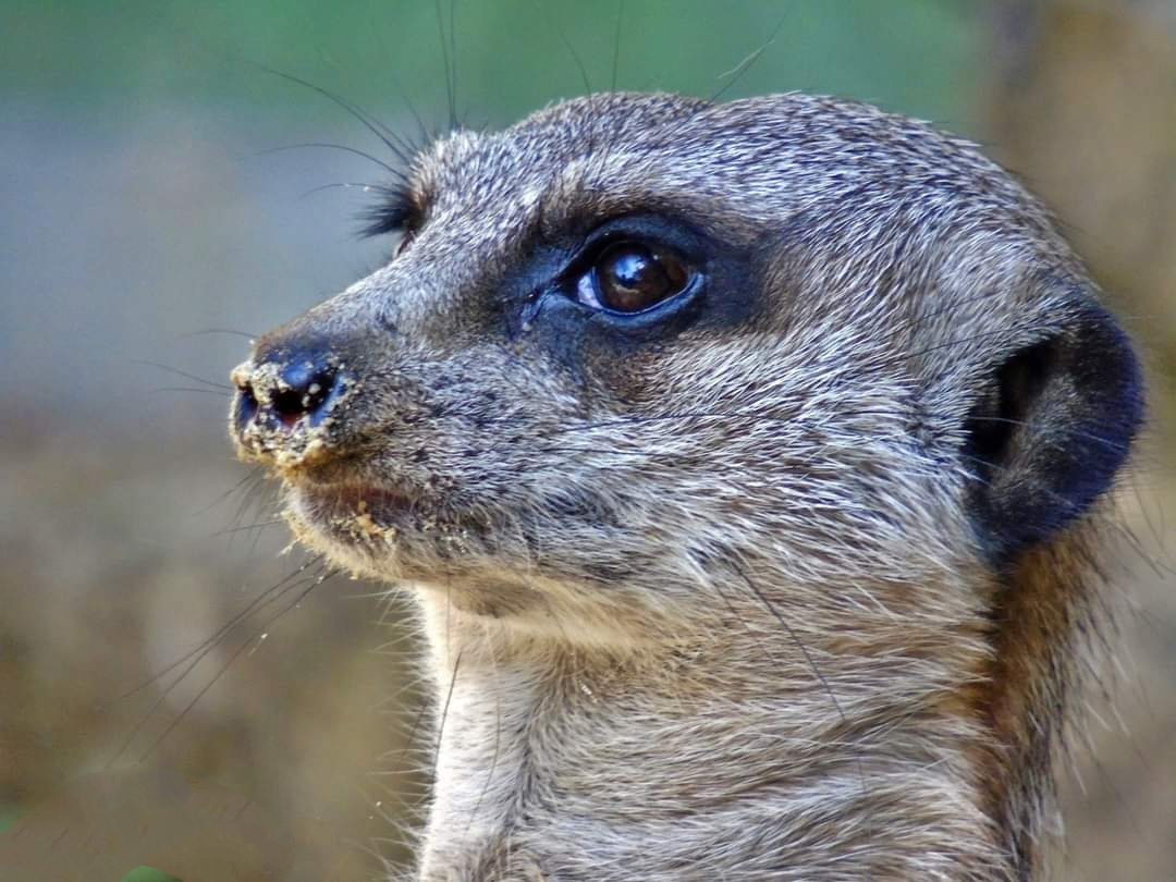 MEERKAT